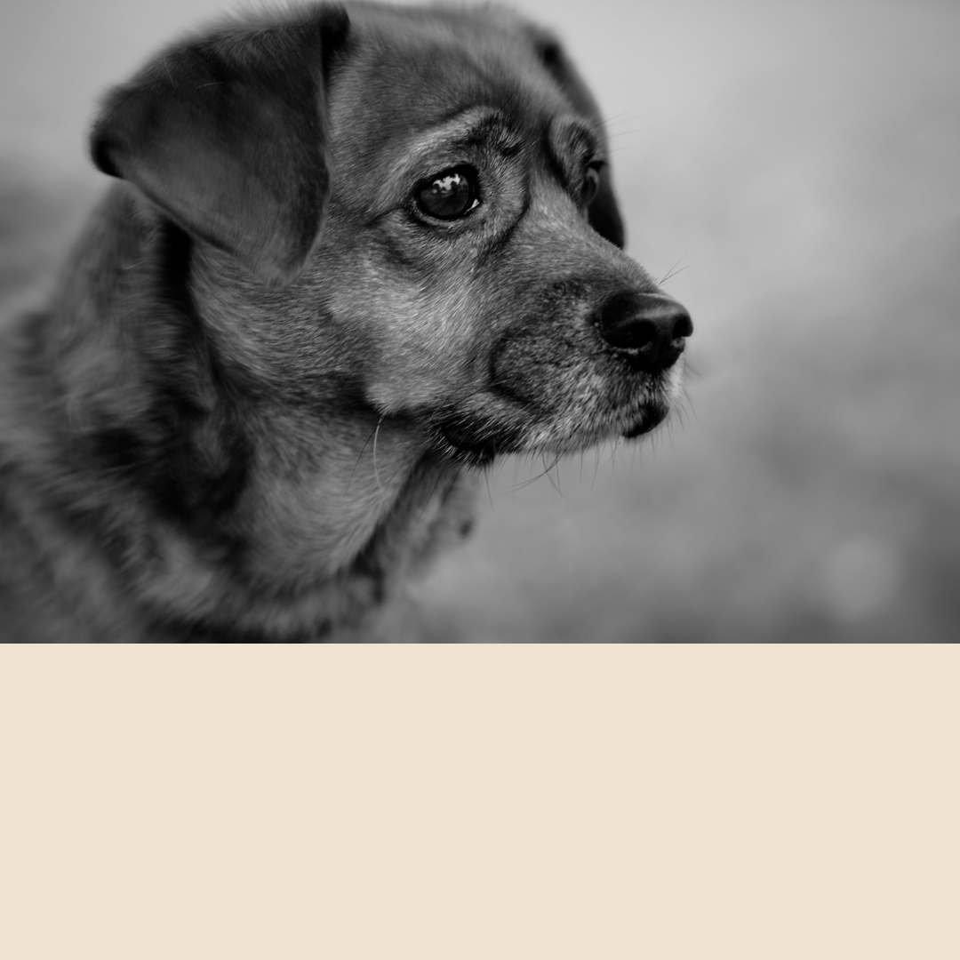 Euthanasia procedure